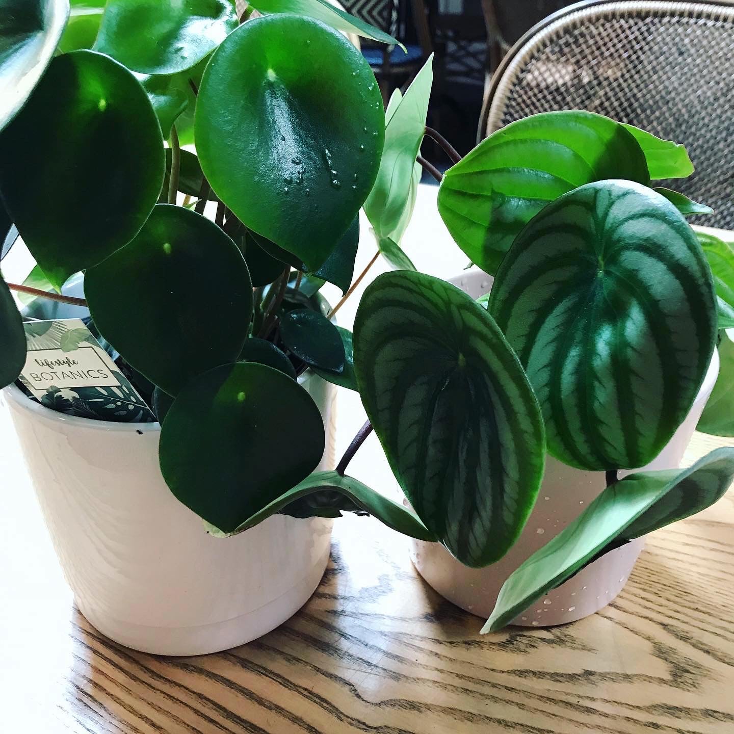 Peperomia Watermelon Plant