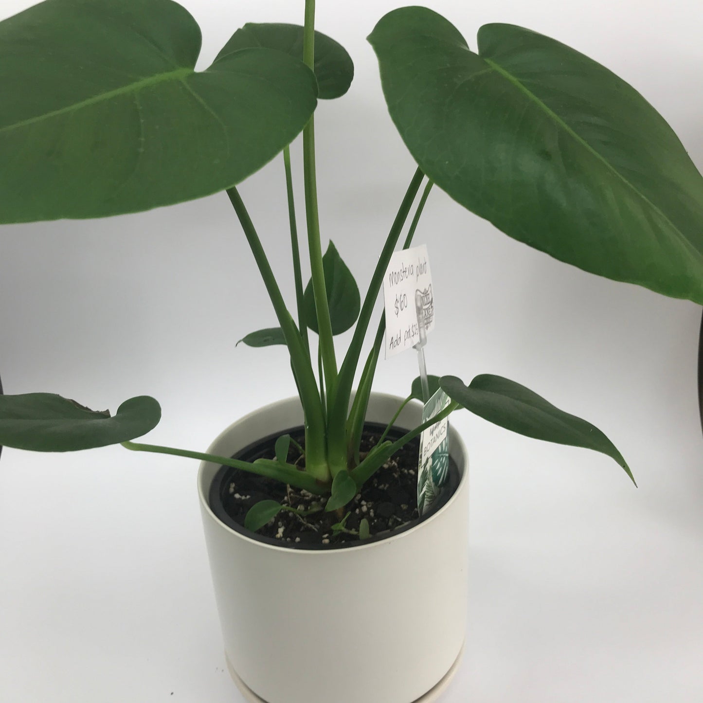Monstera Deliciosa Plant