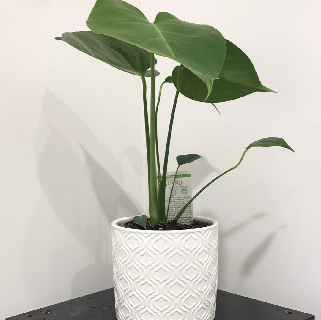 Monstera Deliciosa Plant