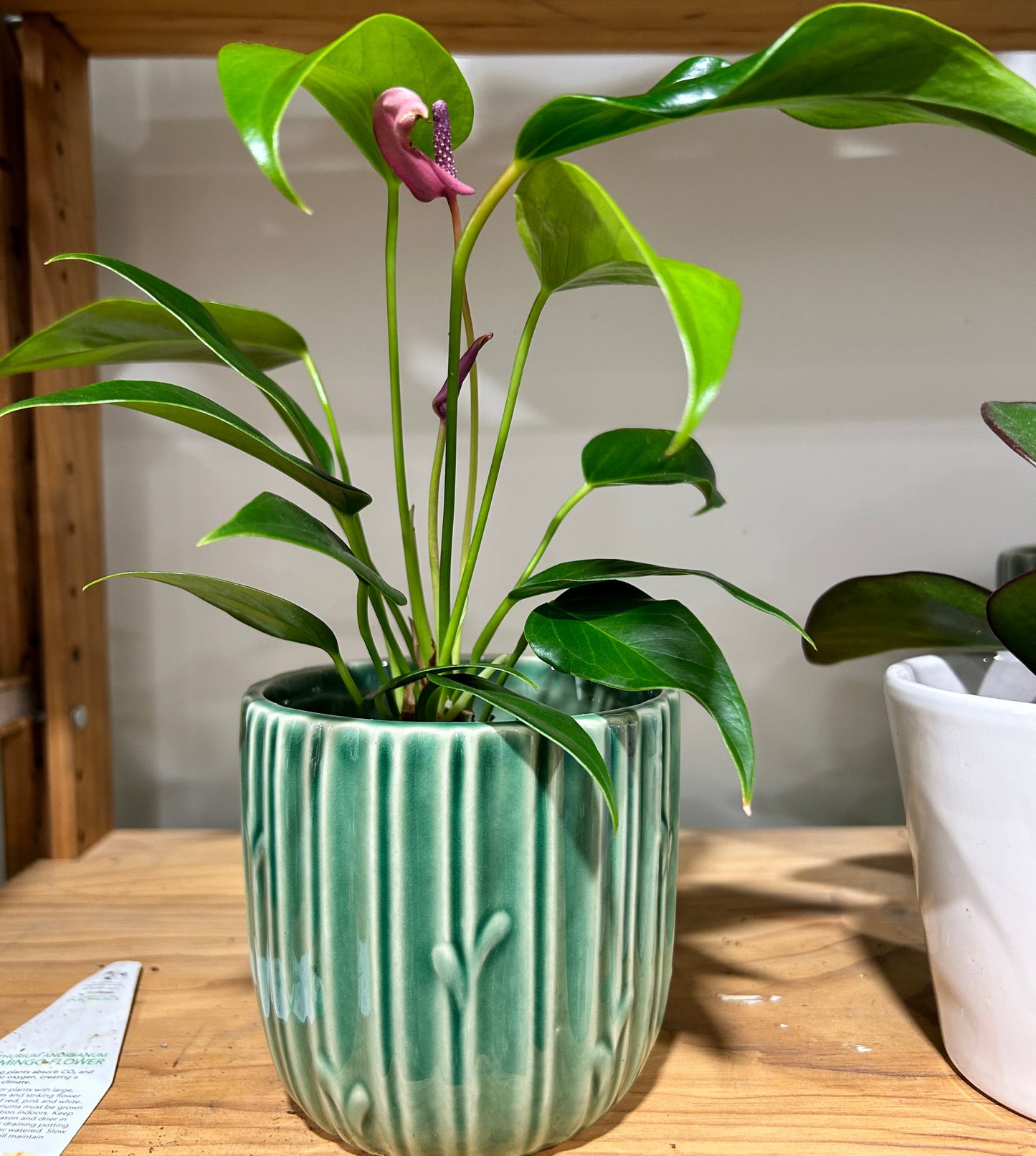 Desk Plant & Ceramic Pot