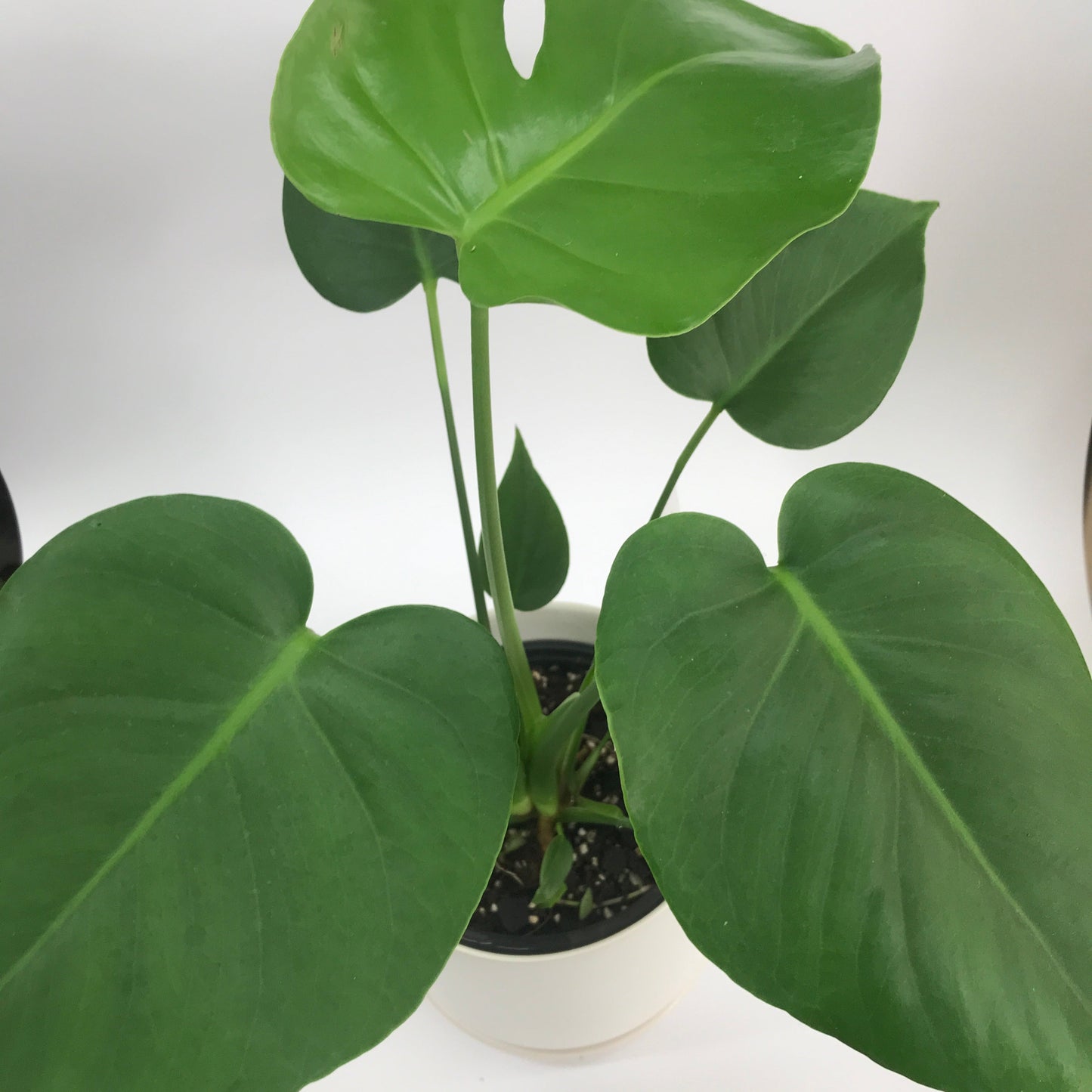 Monstera Deliciosa Plant