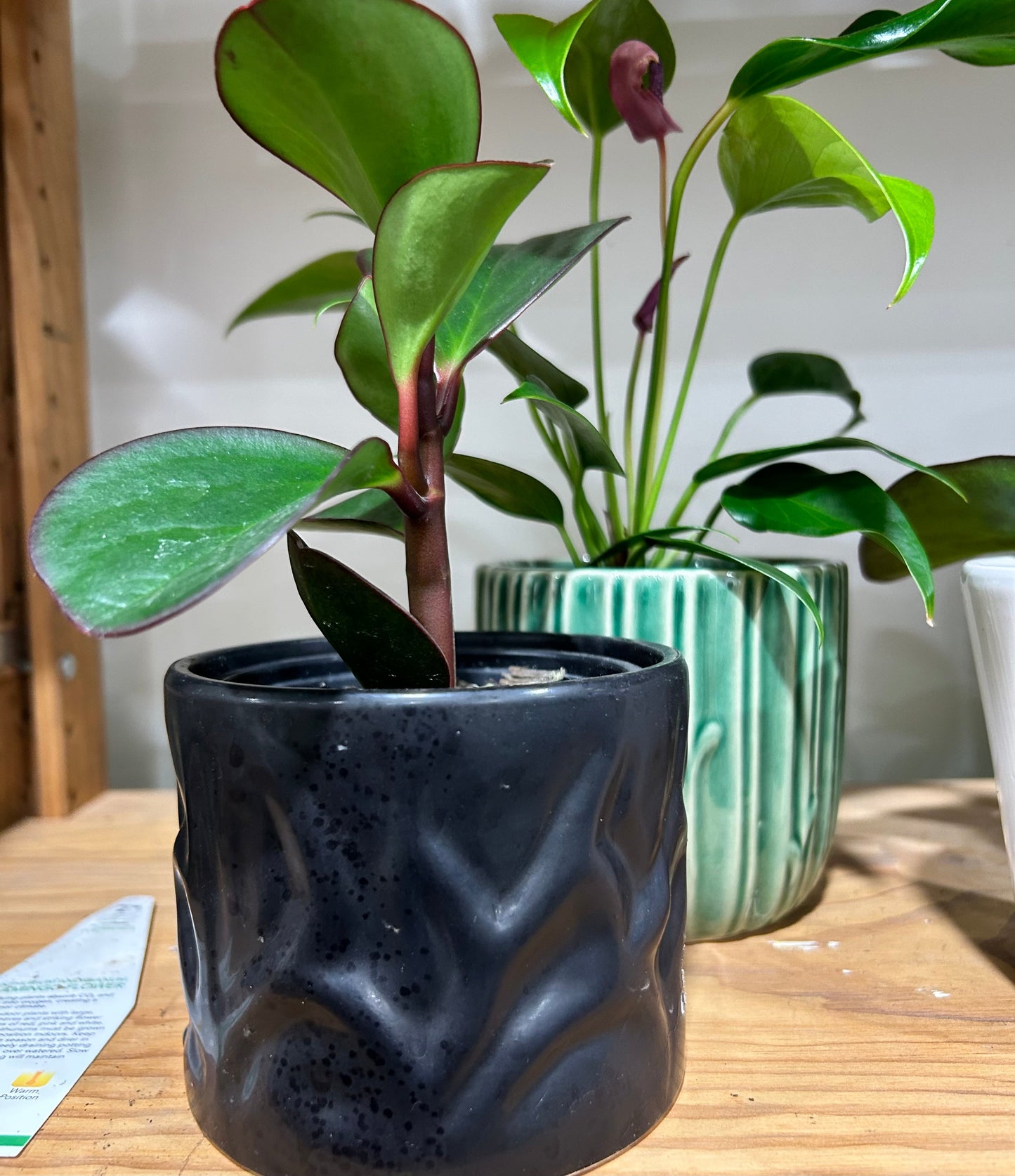 Desk Plant & Ceramic Pot