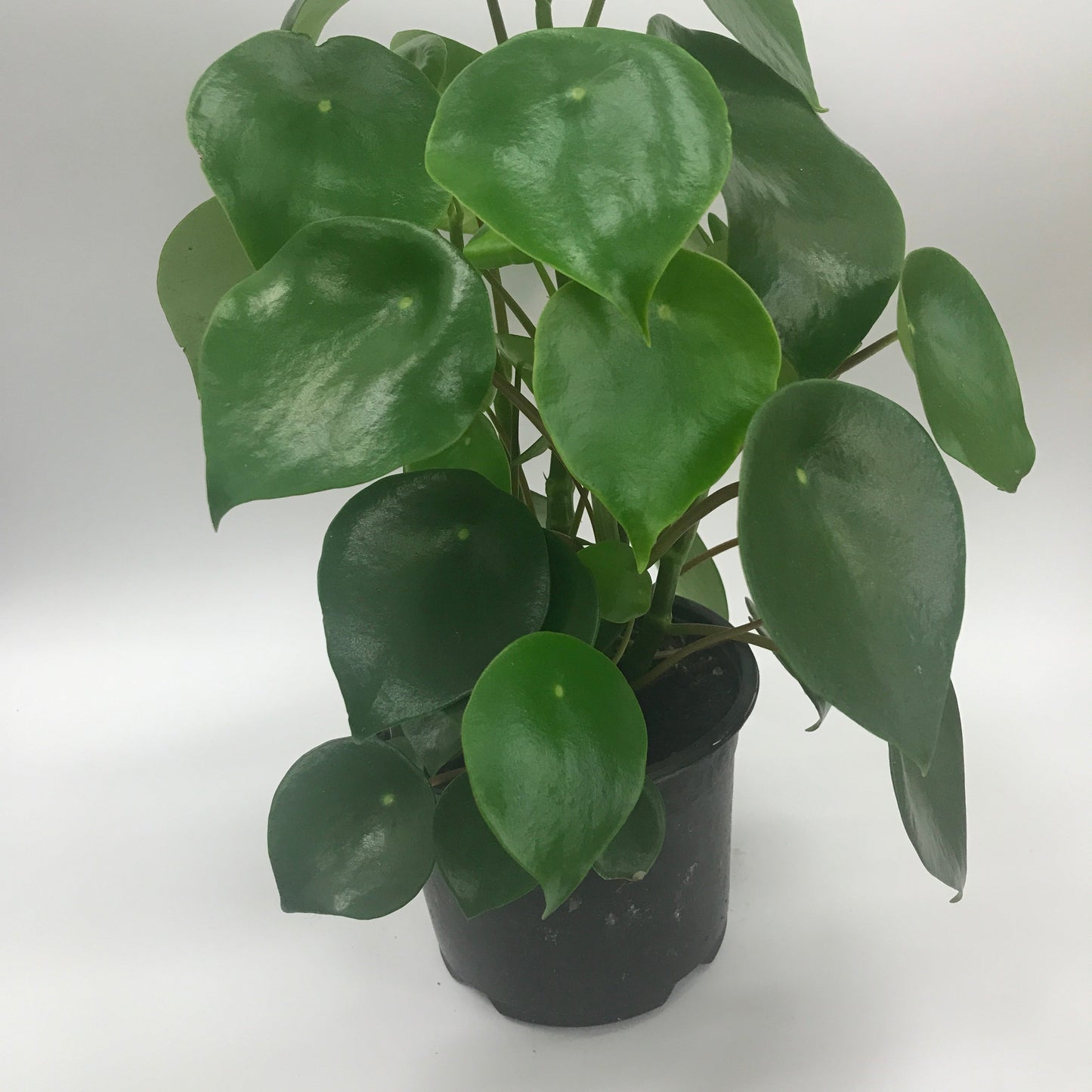 Peperomia Raindrop Plant