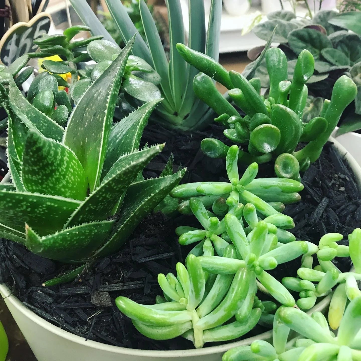 Wide Oslo Planter with Succulents