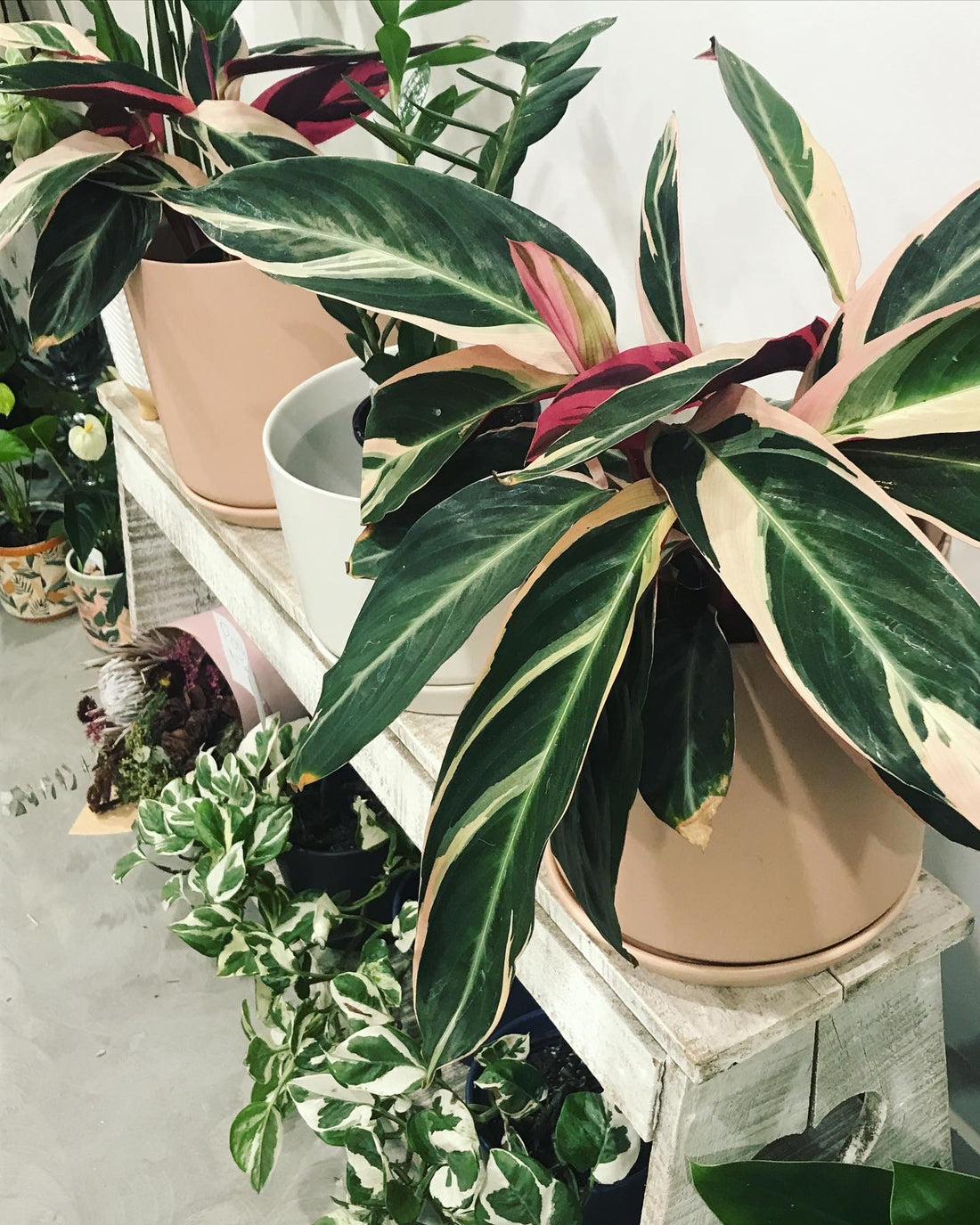 Top 10 Indoor Plants for 2023 - Auckland Edition