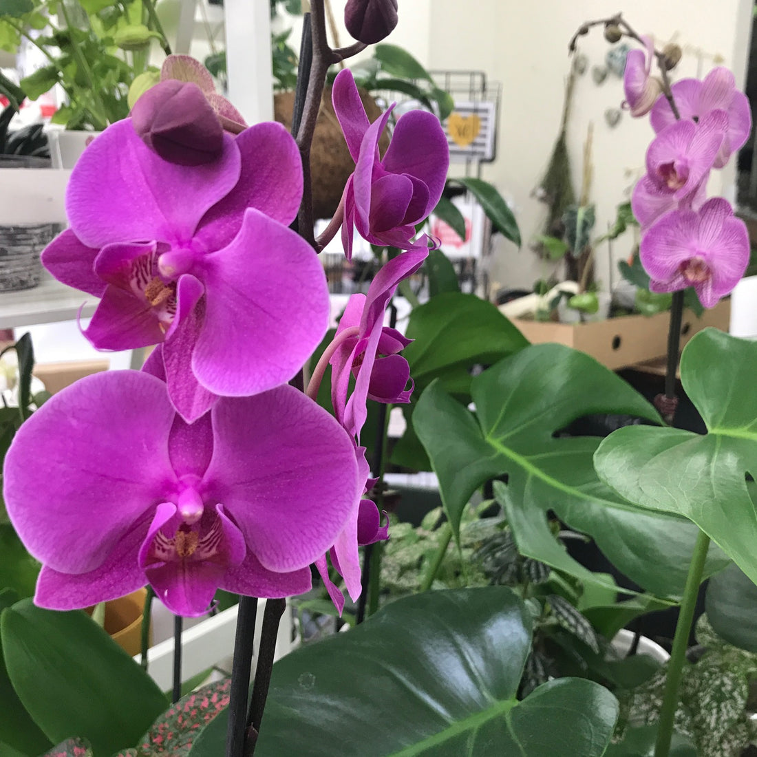 Watering Orchid Plants