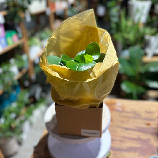 Take the Train, Bring Home a Plant
