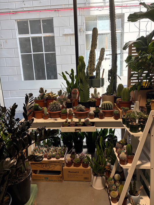 Not great with plants? Start with a Cactus.