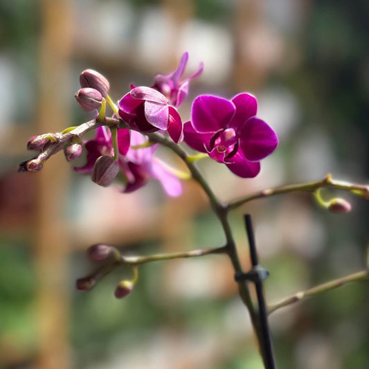 Qixi Festival: Celebrate Chinese Valentine’s Day with Something That Grows