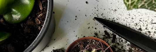 Soil FREE Saturday is now every week on Friday!