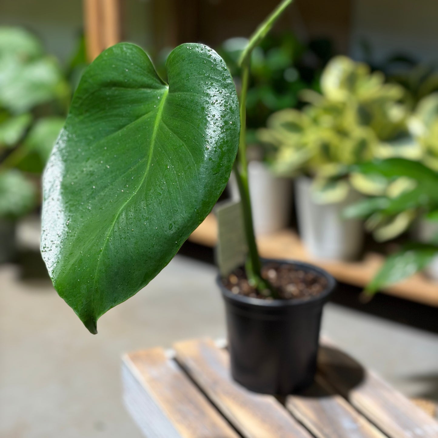 Monstera Deliciosa – Statement Plant NZ
