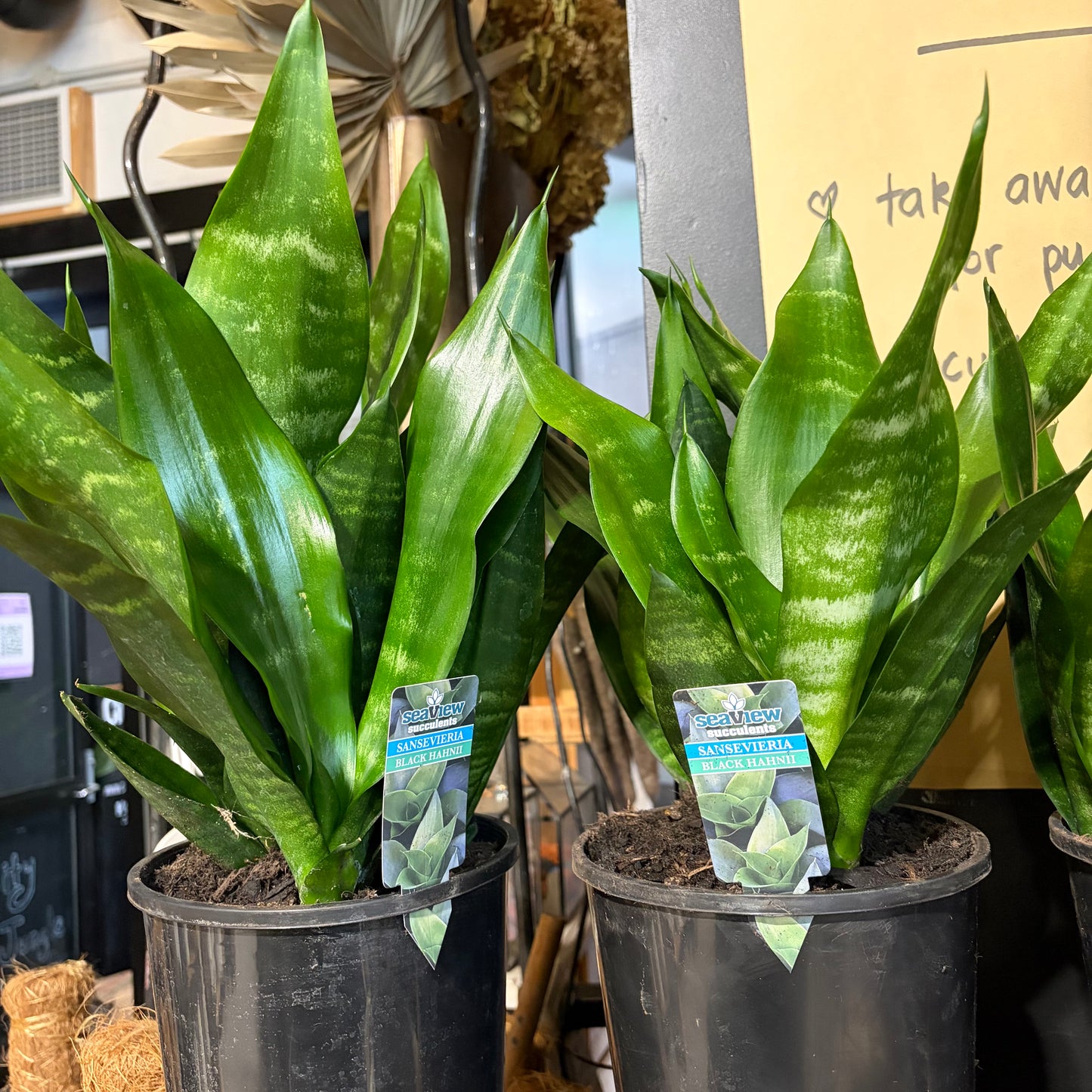 Snake Plant Black Hahnii – Low Maintenance Indoor Plant NZ