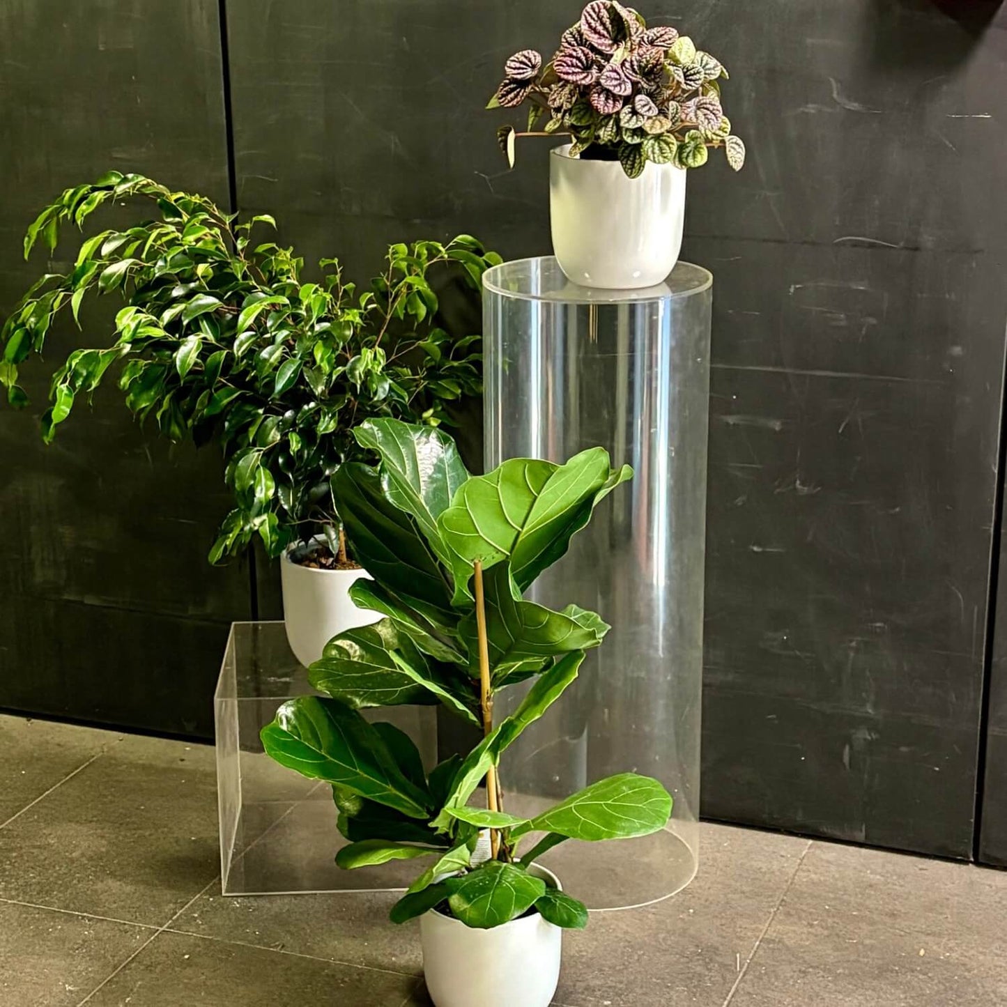 Auckland Office Reception Indoor Plants 