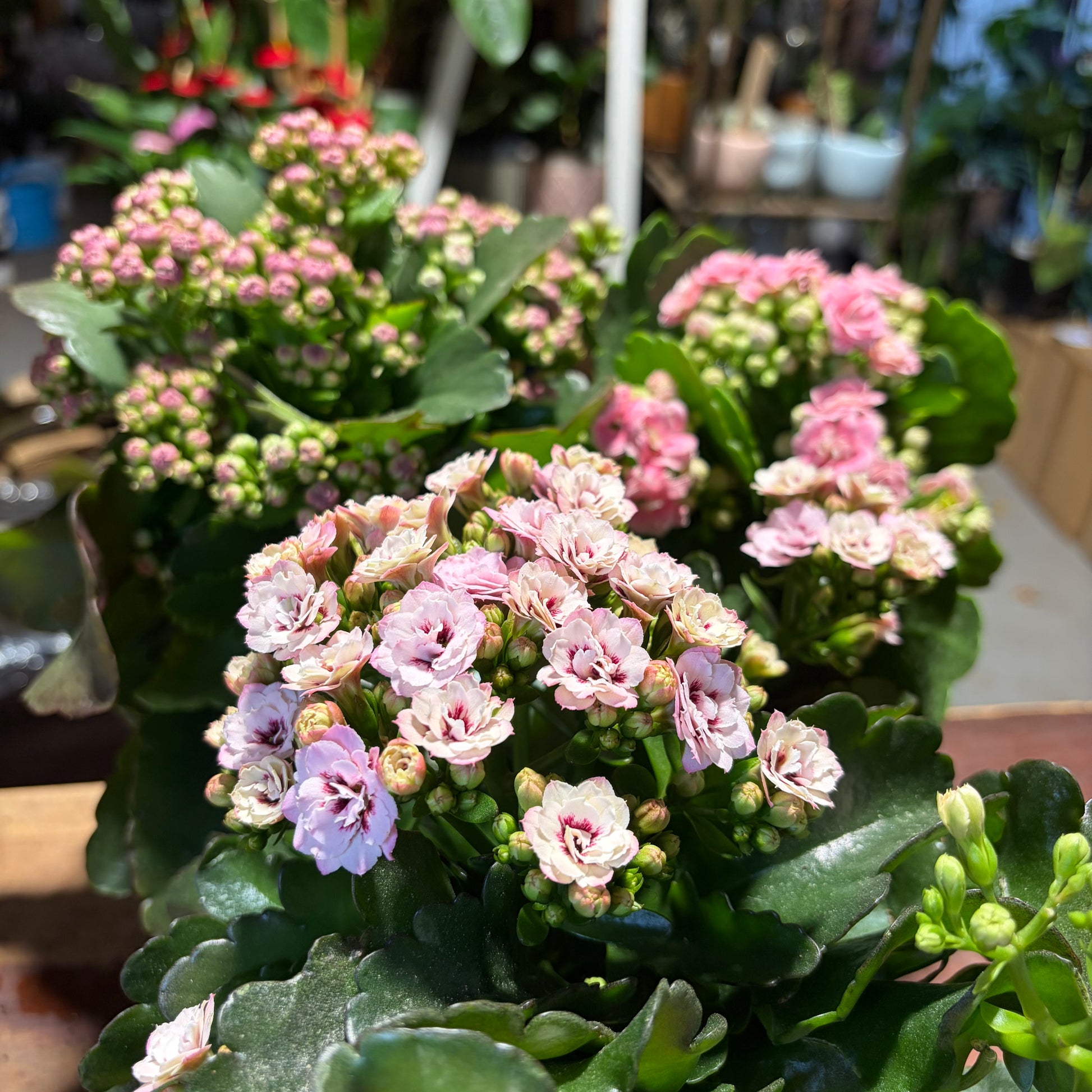 Pink and white Kalanchoe blossoms with green leaves in a potted plant, photographed in City Jungle