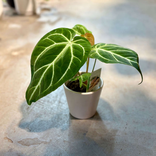 Anthurium Crystallinum - Striking Leaves