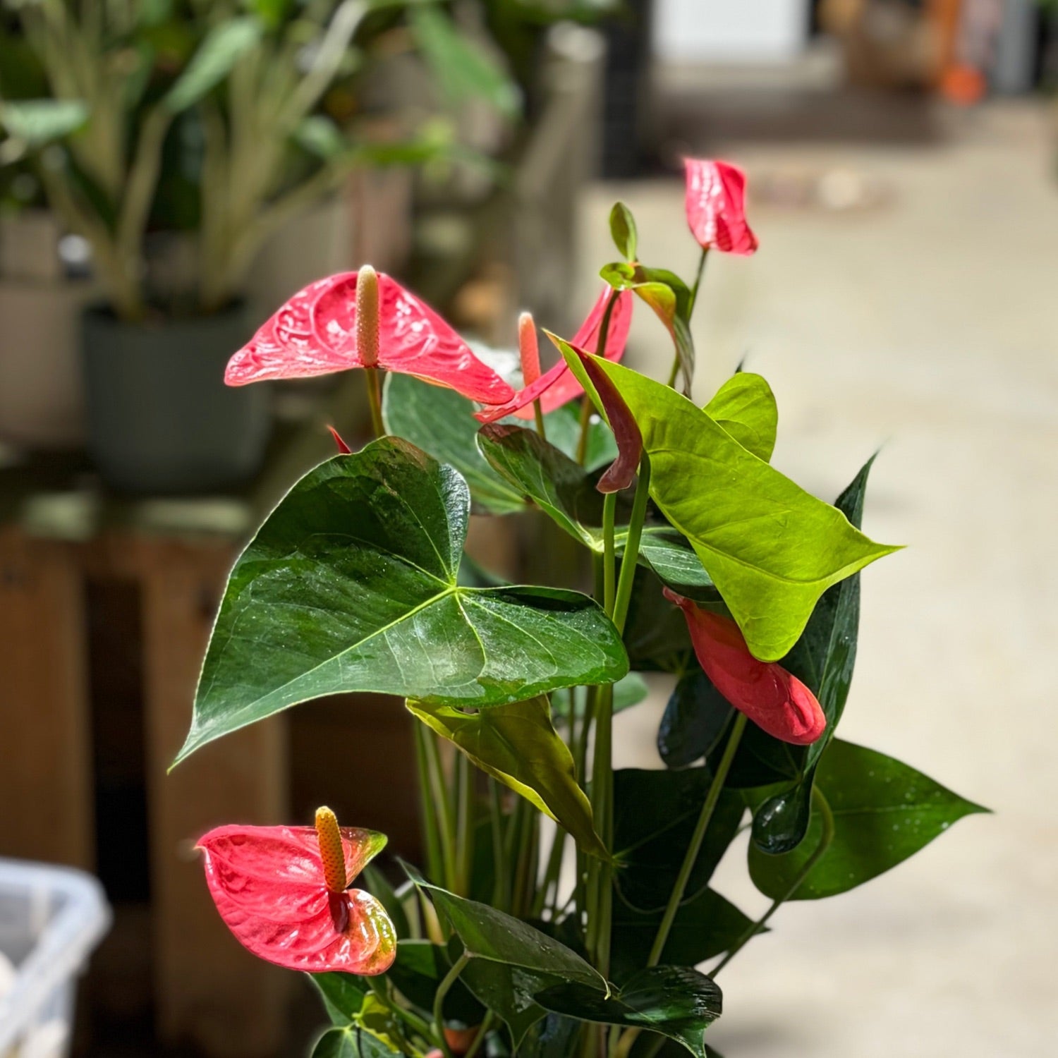 Tropical Indoor Plant Anthurium 