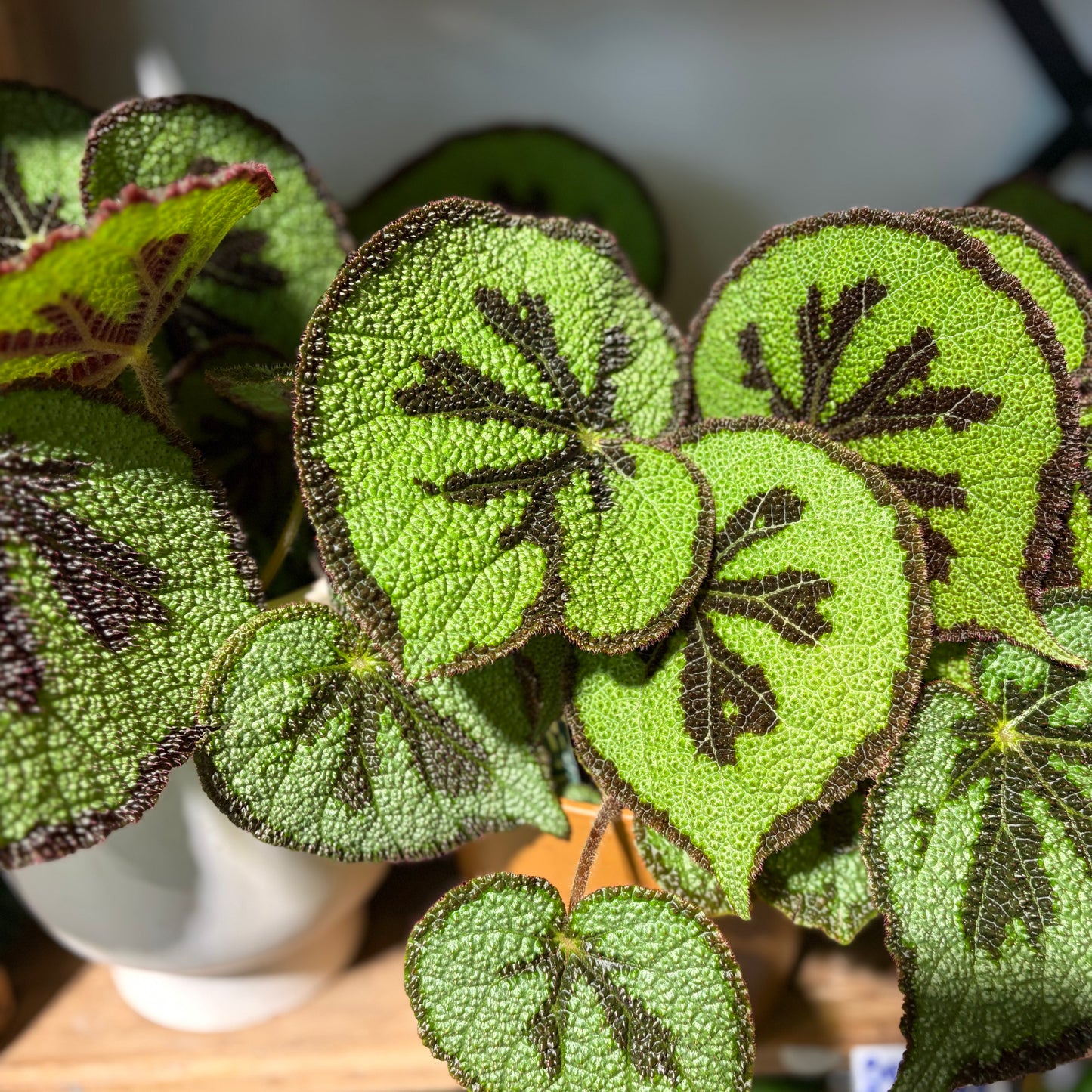 Begonia Masoniana Mountain Plant