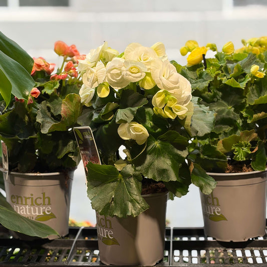 Indoor flowering plant  Bergonia Auckland 