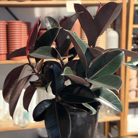 Ficus Black Knight Plant Auckland 