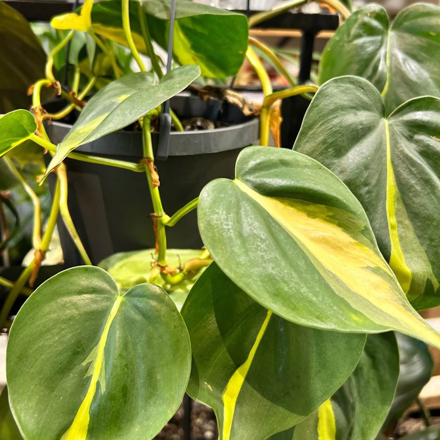 Philodendron Brasil Trailing Indoor Plant NZ