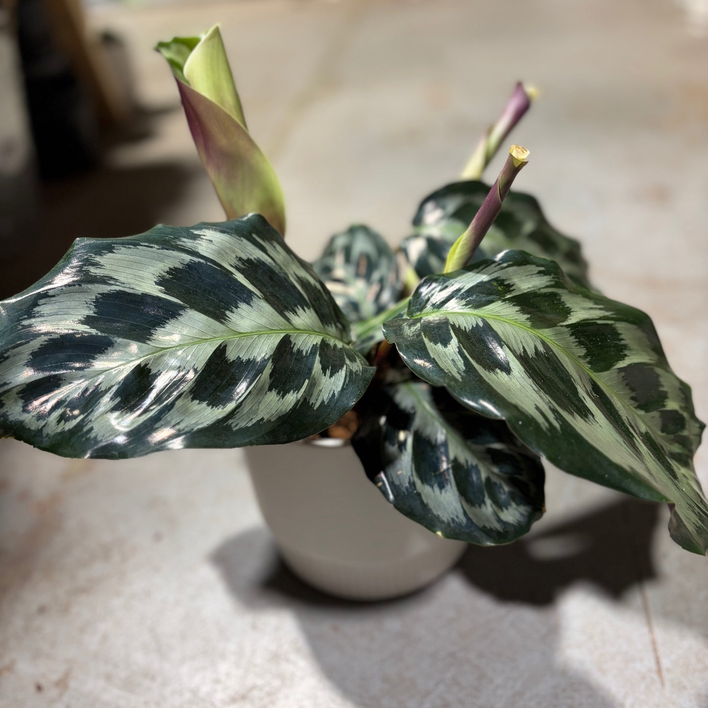 Calathea Helen Kennedy Indoor Plant