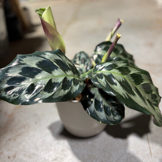 Calathea Helen Kennedy Indoor Plant