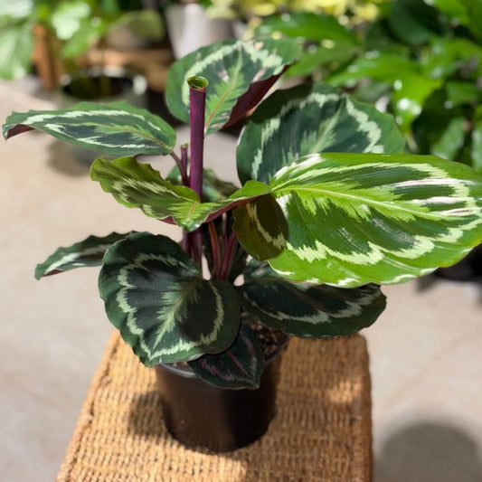 City Jungle Non Toxic Indoor Plants