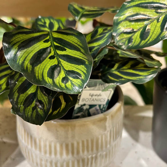 Indoor Plants Auckland City 