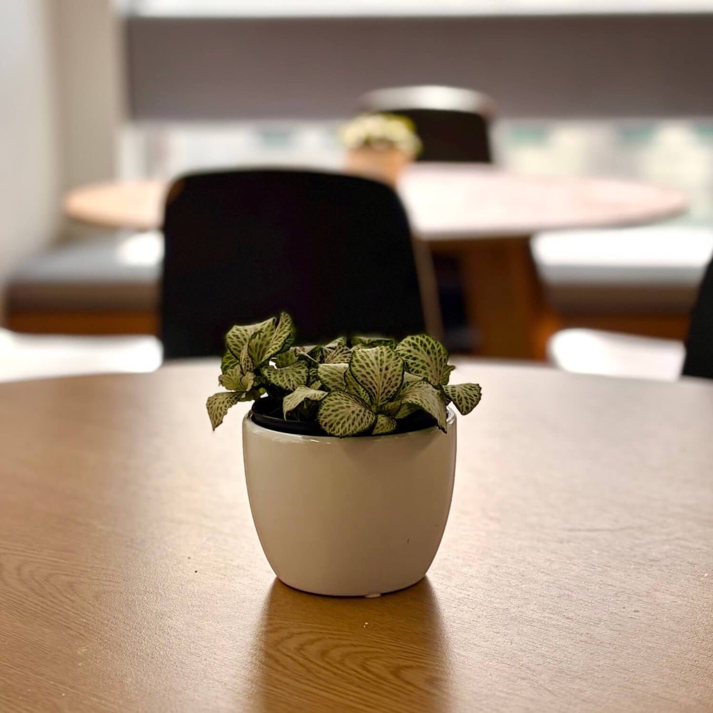 Desk Plant ideal for small workspaces or lunchrooms 