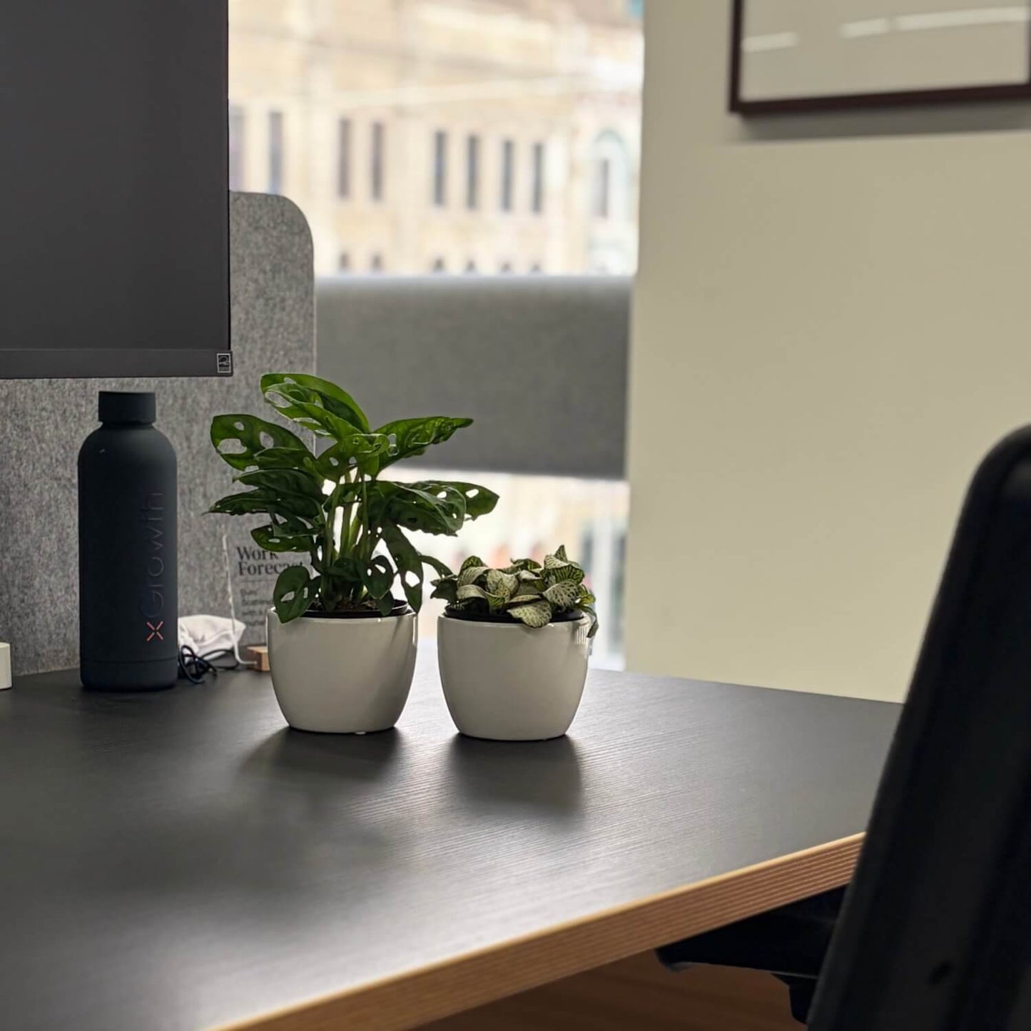 mini plants suited to desks nz 