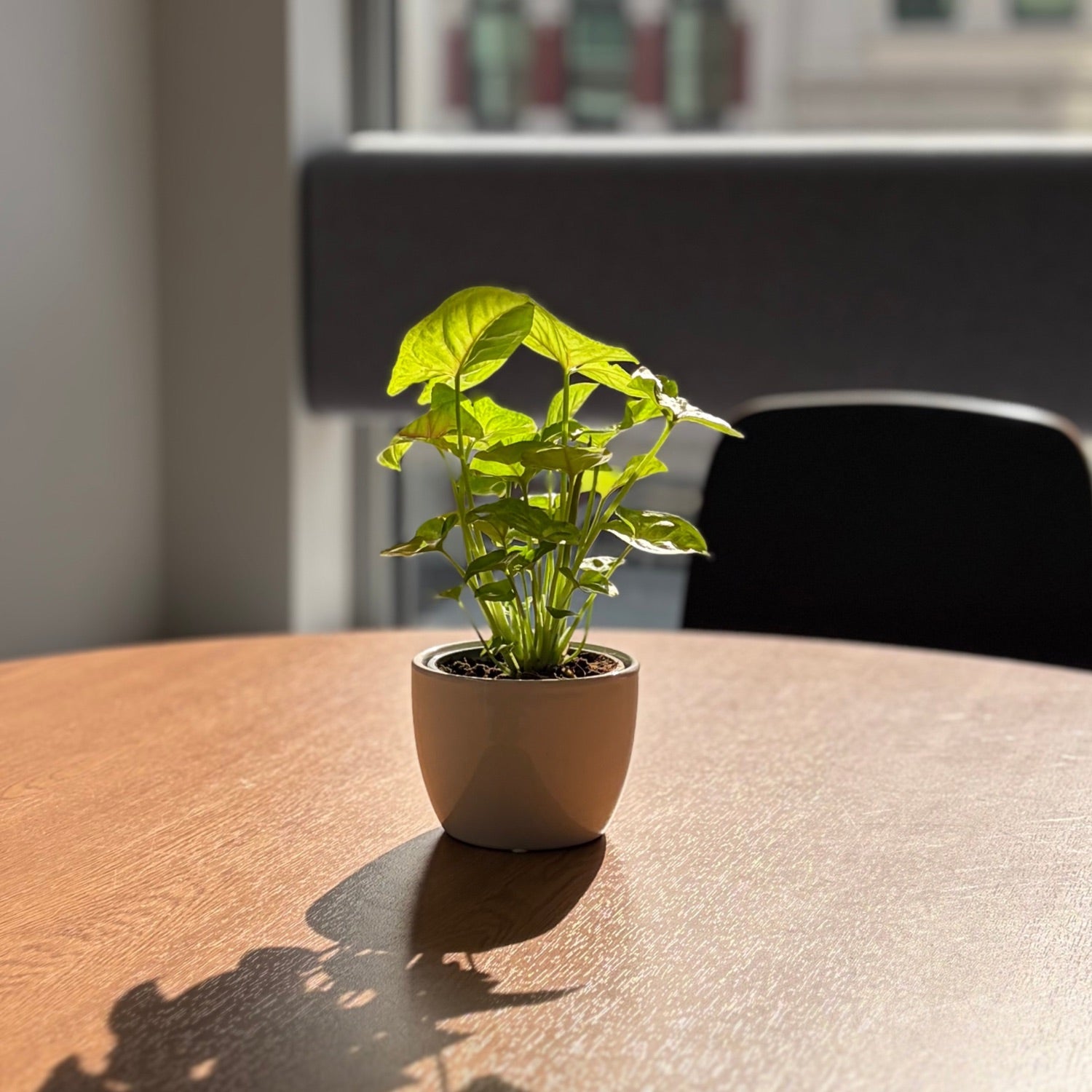 Lunchroom Mini Indoor Plants NZ