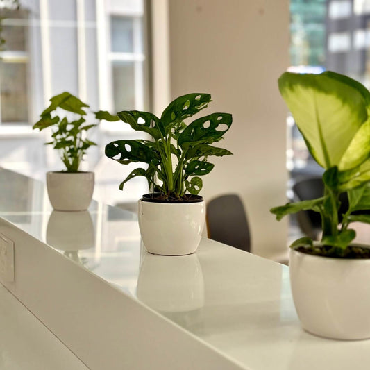 Lunchroom indoor plants