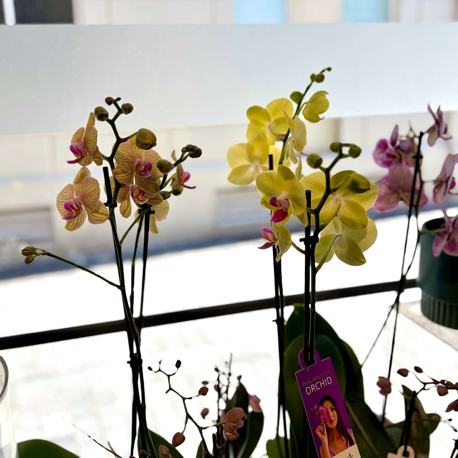 Double stemmed striking yellow Phalaenopsis orchid in pot 