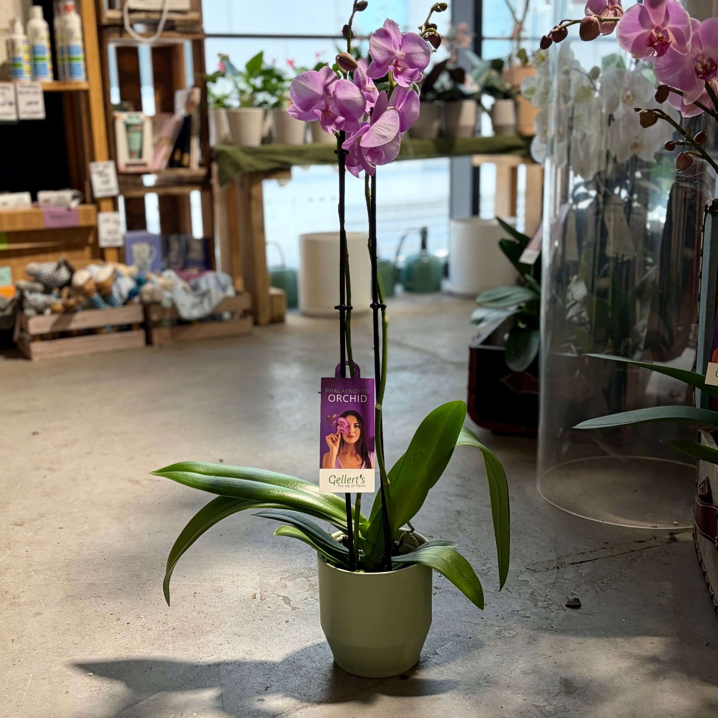 A potted Phalaenopsis orchid plant with purple flowers and green leaves in a light green pot. 