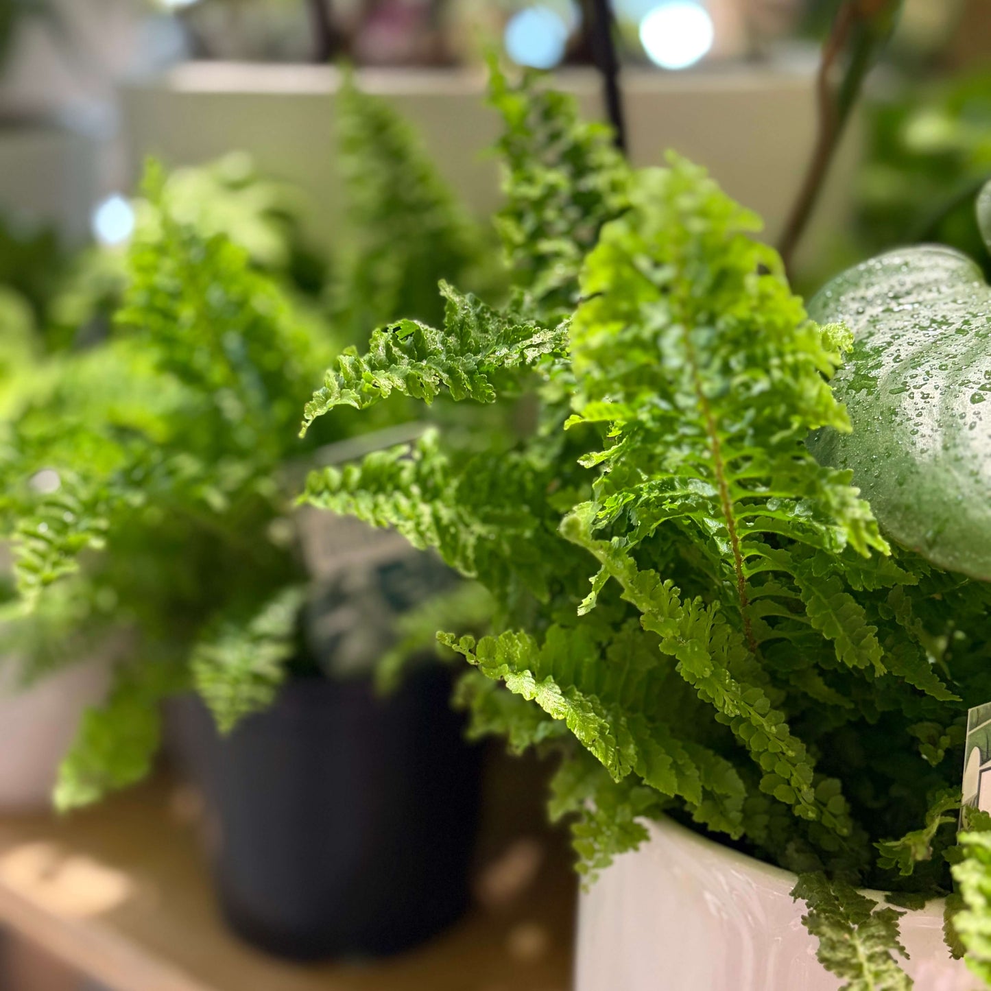 Nephrolepis Fluffy Ruffles Fern - A cute humidity loving plant