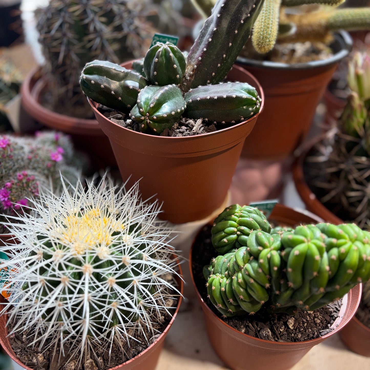 A Cactus Surprise - So Many Varieties!