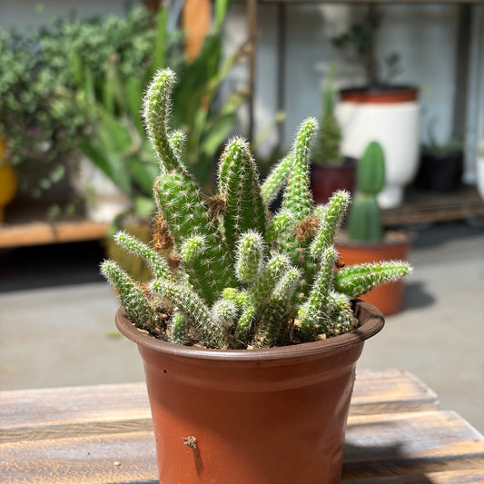 Peanut Cactus