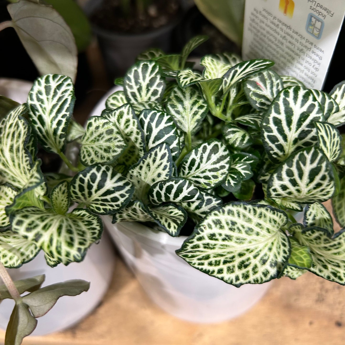 Desk Plant & Ceramic Pot