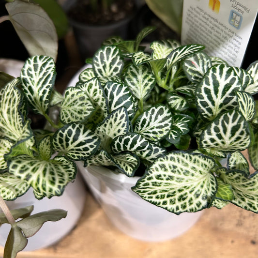 Desk Plant with Ceramic Pot