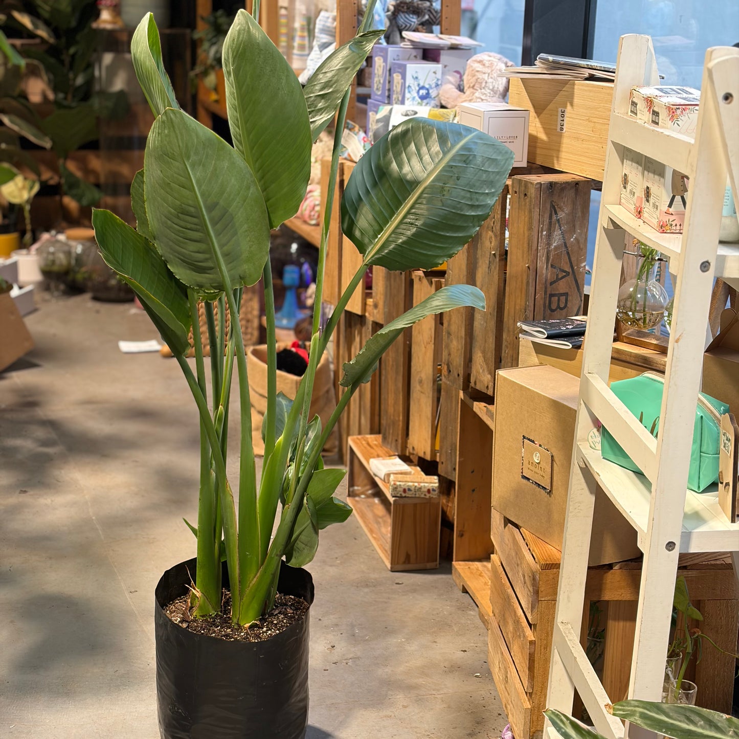 Strelitzia Bird of Paradise