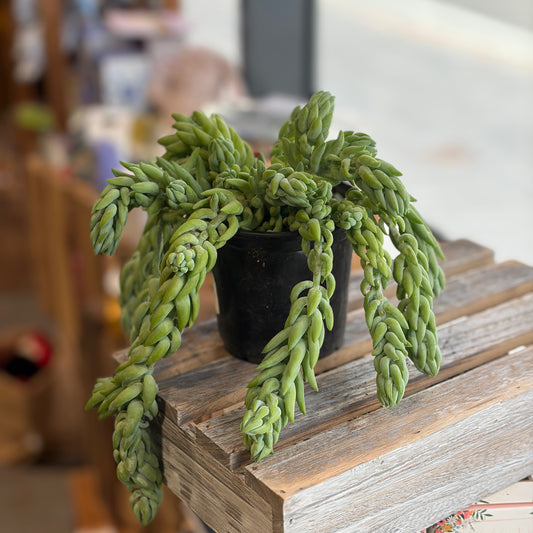 Burrow Tail Succulent