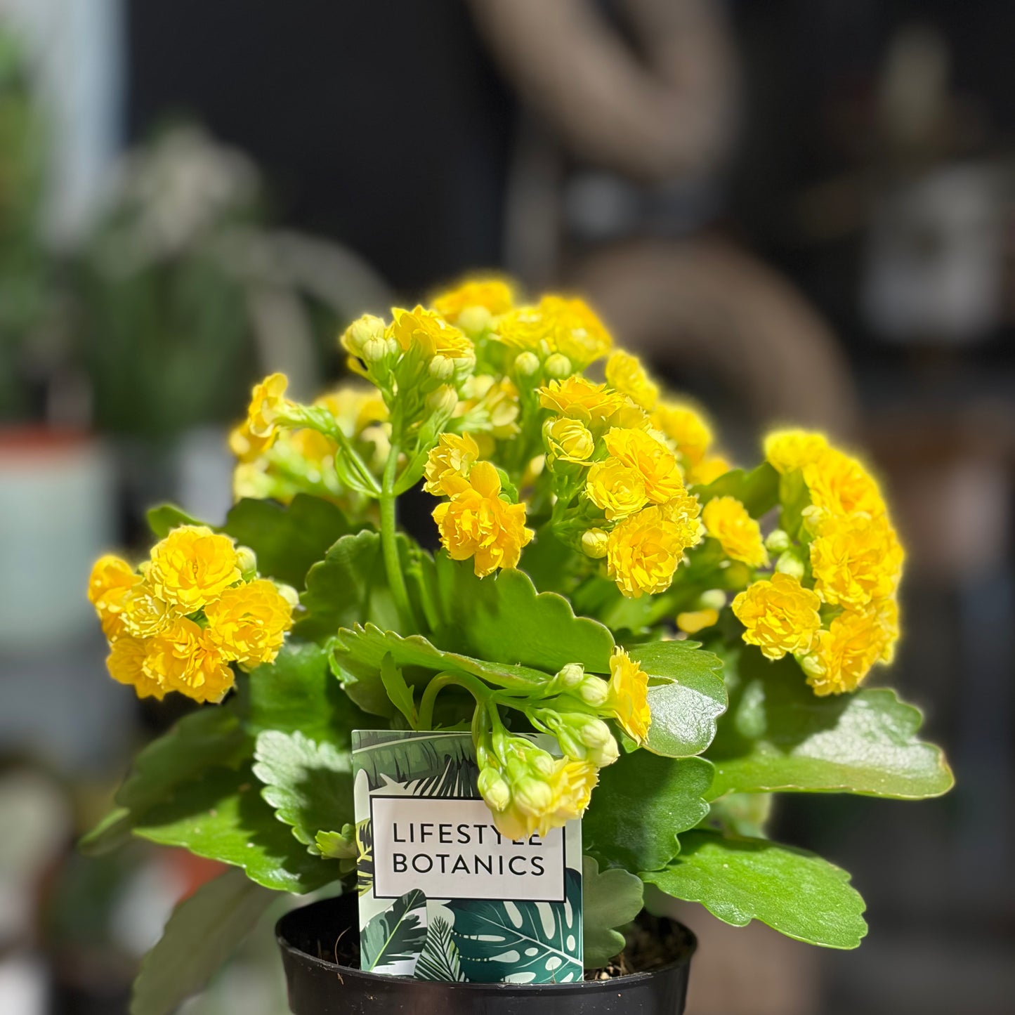 Kalenchoe Succulent