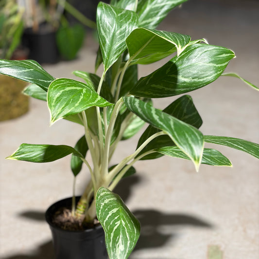 Aglaonema White Stem