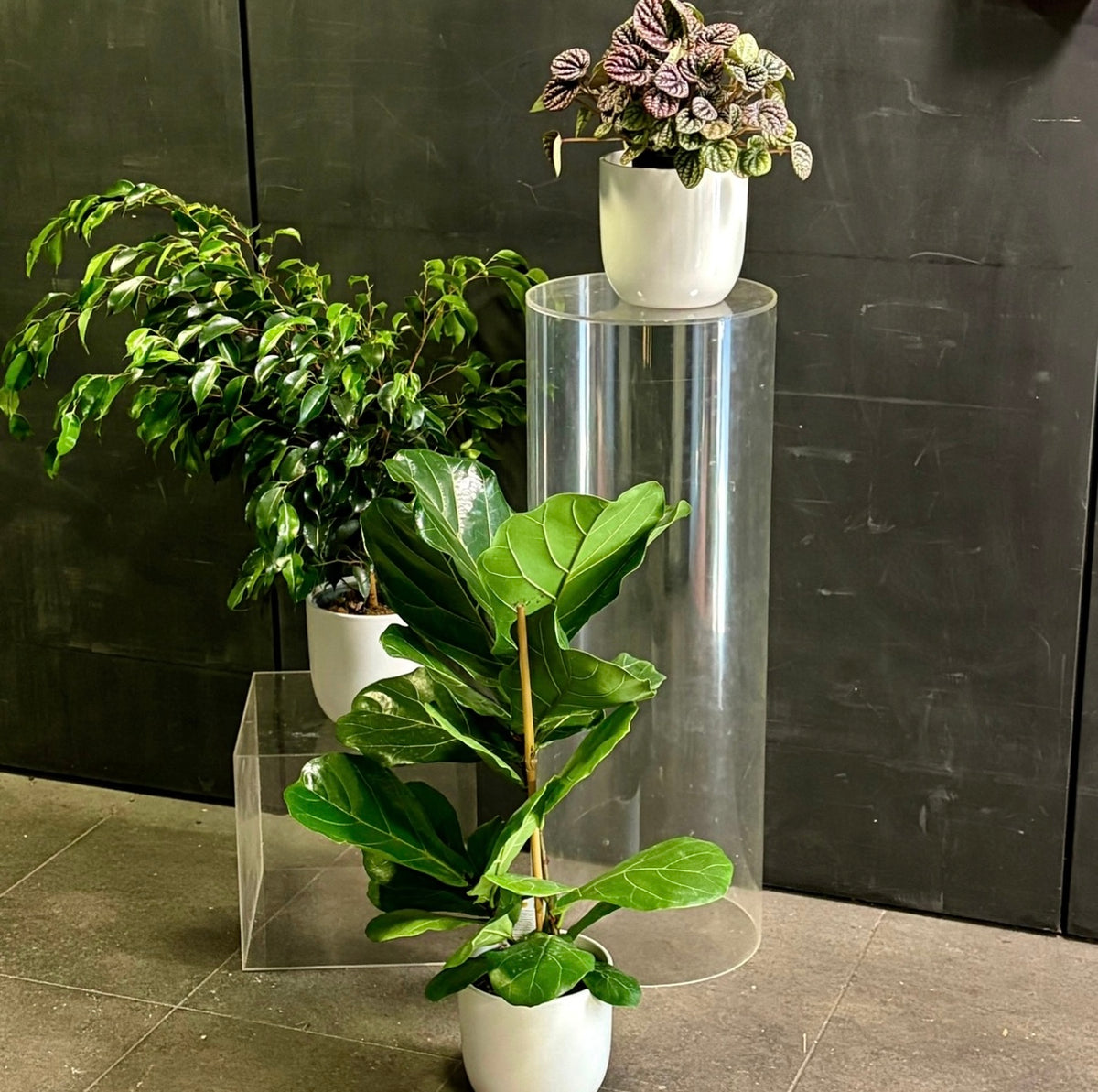 Large Office Indoor Plants and Pots