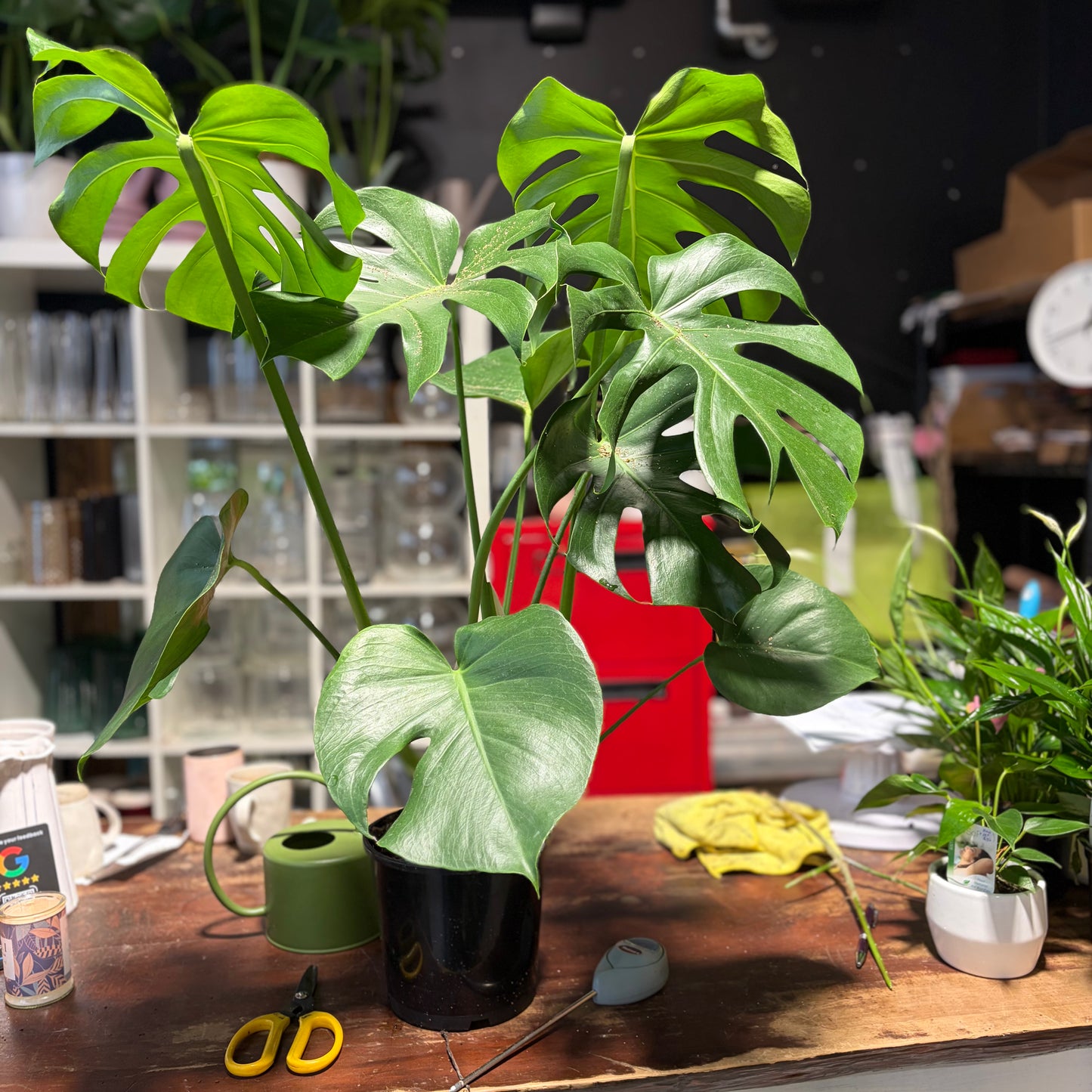 Monstera Deliciosa – Statement Plant NZ