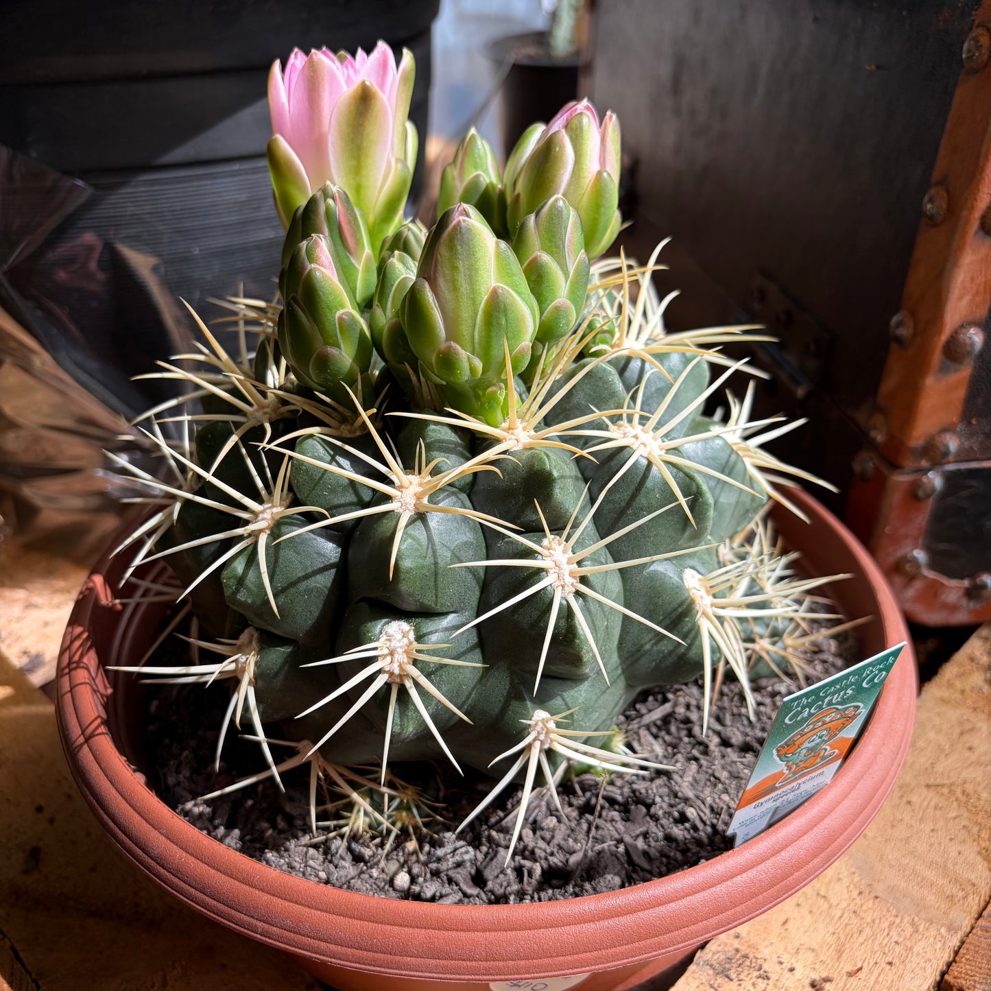 A Cactus Surprise - So Many Varieties!