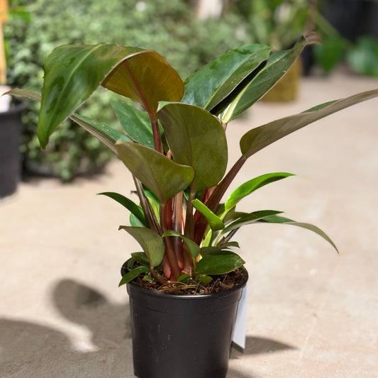 Philodendron Rojo Congo