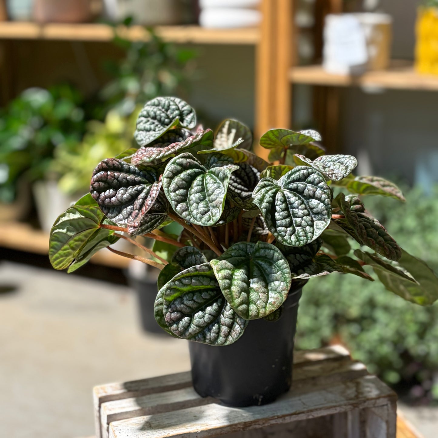 Peperomia Red Burbella