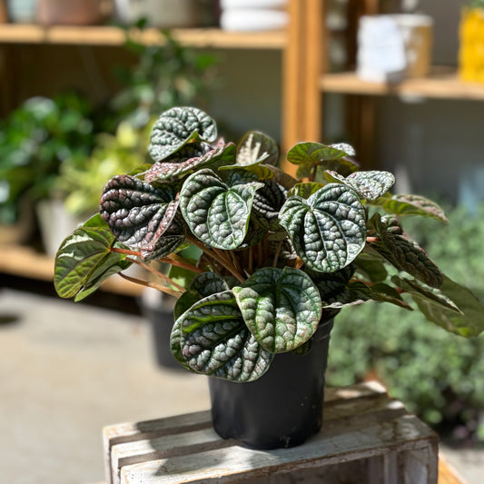Peperomia Red Burbella