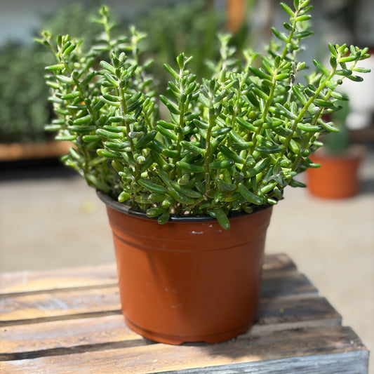 Jelly Bean Plant